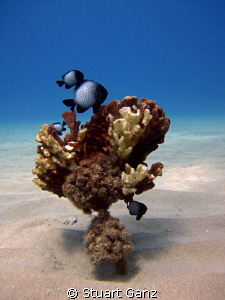 Hawaiian Domino Damselfish by Stuart Ganz 